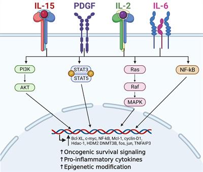 Cytokines in the Pathogenesis of Large Granular Lymphocytic Leukemia